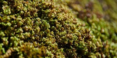 Abstract Ground Coverage Background Stock Photos