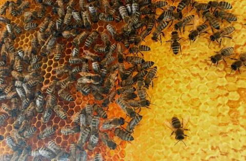 Abstract hexagon structure is honeycomb from bee hive filled with golden hone Stock Photos