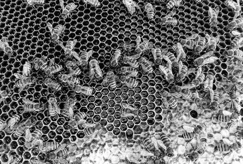 Abstract hexagon structure is honeycomb from bee hive Stock Photos