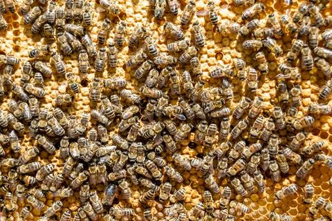 Abstract hexagon structure is honeycomb from bee hive filled 库存照片