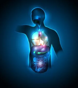 Abstract human anatomy Stock Illustration