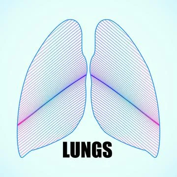 Abstract human lungs of lines, vector illustration Stock Illustration
