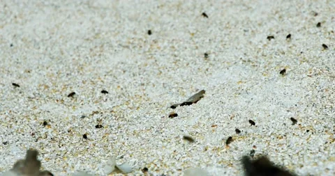 Abstract - hundreds of bees hovering over grains in a farm silo Video stock 205538061