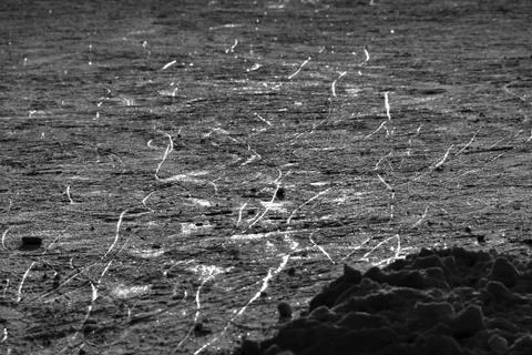 Abstract ice texture view in black and white 库存照片