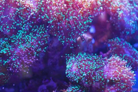 Abstract image with a close-up of brightly colored jellyfish. Abstract back.. Stock Photos