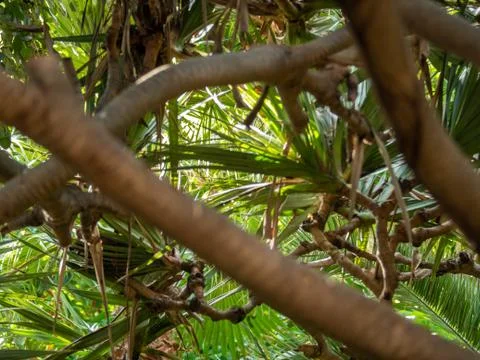 Abstract image of curved tree branches, palms and leaves in the tropical jungle Foto stock