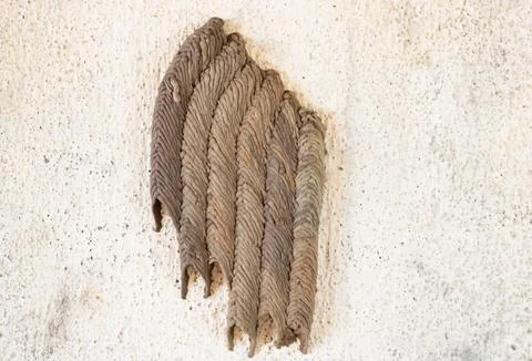 Abstract image featuring brown, textured, coiled layers against a rustic, l.. Foto stock