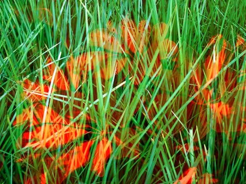 Abstract image of flowers Stock Photos