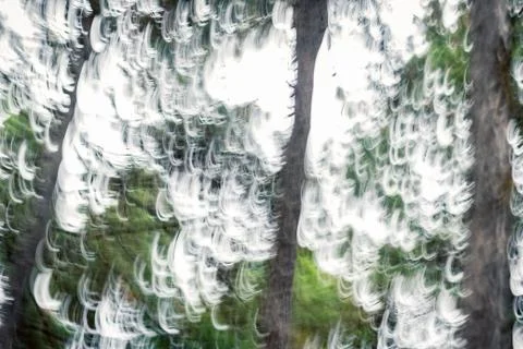 Abstract image of a forest with blur in motion. Фото