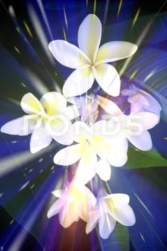 Abstract image of frangipani flowers in light burst Stock Photos