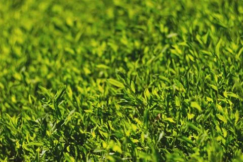 Abstract image of green grass under bright sunlight. Soft focus, film effect Stock Photos