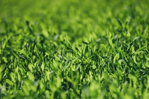Abstract image of green grass under bright sunlight.Selective focus, film eff Stock Photos