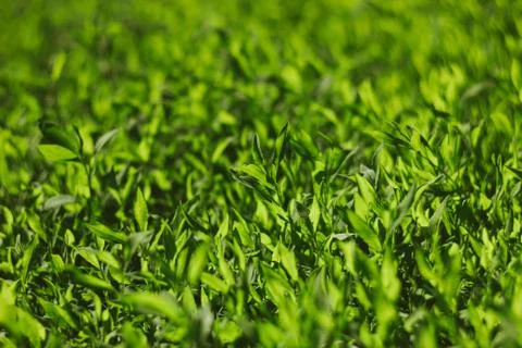 Abstract image of green grass under bright sunlight.Selective focus, film eff Stock Photos