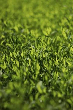 Abstract image of green grass under bright sunlight.Selective focus, film eff Stock Photos