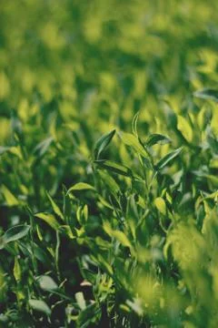 Abstract image of green grass under bright sunlight.Selective focus, film eff Stock Photos