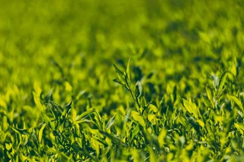 Abstract image of green grass under bright sunlight.Selective focus, film eff Stock Photos