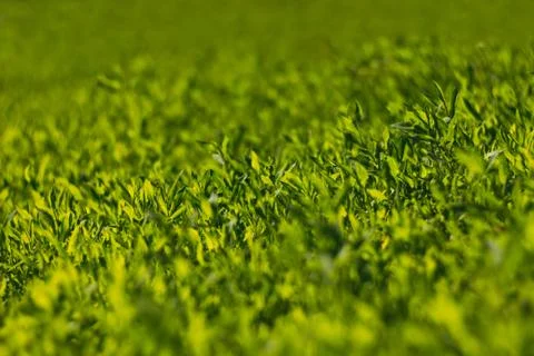 Abstract image of green grass under bright sunlight.Selective focus, film eff Stock Photos