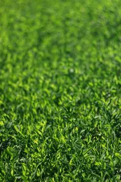 Abstract image of green grass under bright sunlight.Selective focus, film eff Stock Photos