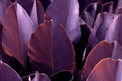 An abstract image of large leaves in deep burgundy and purple tones, creating Stock Photos