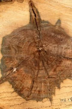 Abstract image look for designers with freesh wooden stub and cutting Stock Photos