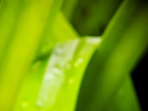 Abstract image showcases blurred layers of vibrant green hues with smooth t.. Stock Photos