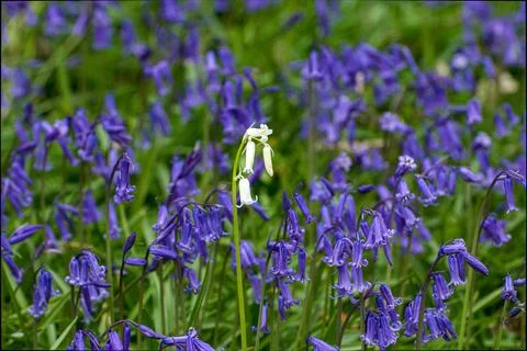 Abstract image of single white British bluebell Stock Photos