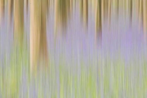Abstract image of a spring forest with trees and bluebells Stock Photos