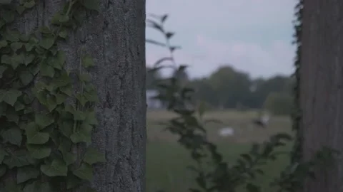 Abstract image of vines and cows Stock Footage 234914827
