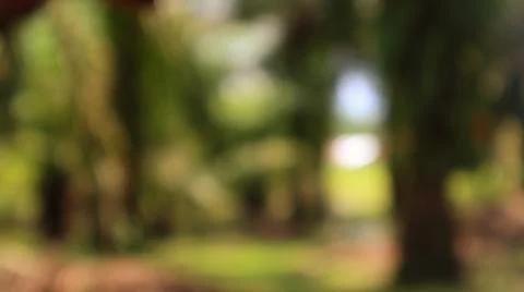 Abstract Impression of Verdant Forest Canopy and Undergrowth Hues Stock Photos