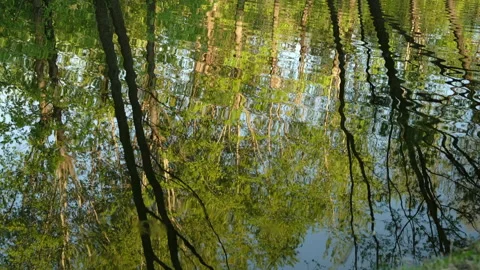 An abstract, impressionist style blurred trees reflecting water surface. Stock Footage 303519970