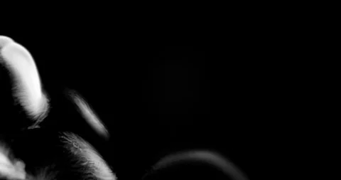 Abstract Ink Background. Fluid Motion. Moving Liquid Ink in Water. Stock Footage 121803383