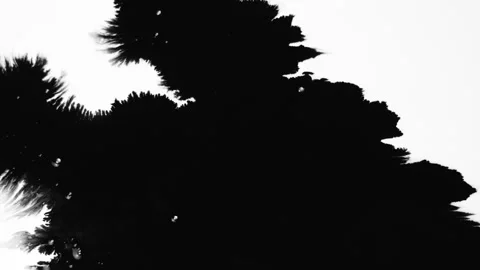 Abstract ink splatters, droplets spreading. Ink matte, splash transition reveals Stock Footage 155655581