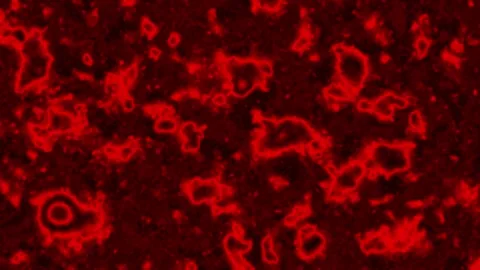 Abstract intense red glowing animation, seamless loop of stained organic 스톡 동영상 331190964