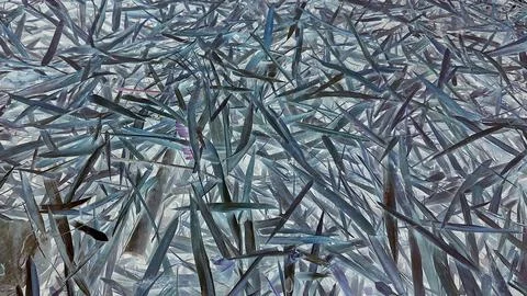 Abstract inverted bamboo leaves texture with layered pattern and cool toned.. Illustrazione stock