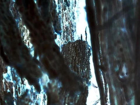 Abstract Inverted Tree Bark Texture, Neon Blue Cyberpunk Wood Pattern Stock Photos