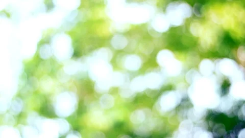 Abstract isolated blurred festive lights foliage plant leaves shadow Stock Footage 128284361