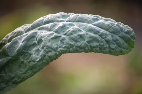Abstract isolated kale leaf with texture and defocused background Stock Photos