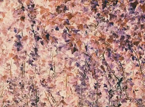 Abstract Ivy Wall Stock Photos