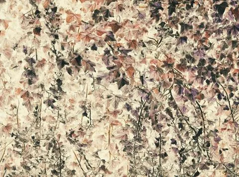 Abstract Ivy Wall 库存照片