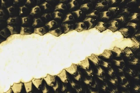Abstract of jackfruit texture for background used Stock Photos
