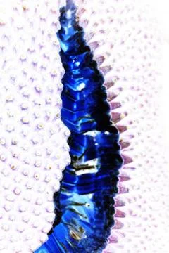 Abstract of jackfruit texture for background used Stock Photos