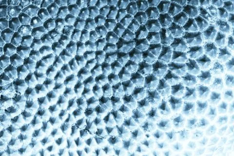 Abstract of jackfruit texture for background used Stock Photos