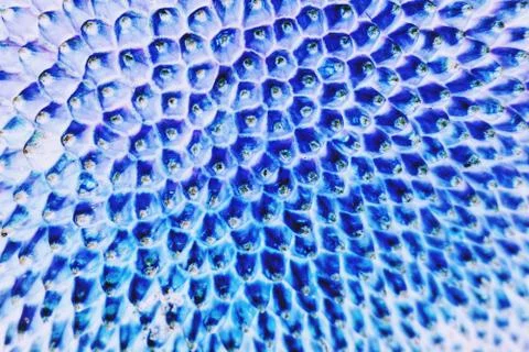 Abstract of jackfruit texture for background used Stock Photos