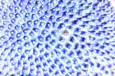 Abstract of jackfruit texture for background used Stock Photos