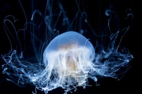 Abstract Jelly fish Stock Photos