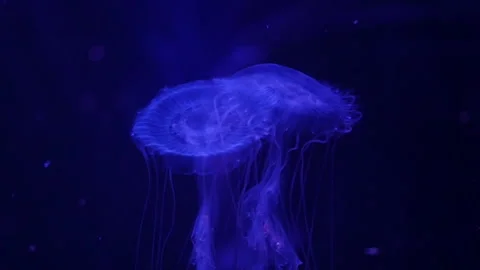 Abstract jellyfish floating underwater Stock Footage 328472124