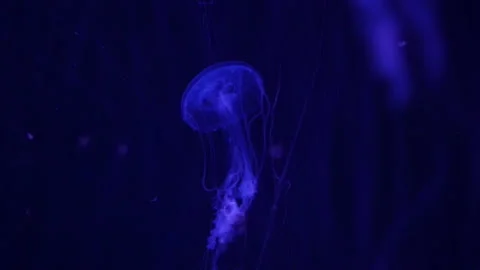 Abstract jellyfish floating underwater Stock Footage 328472126
