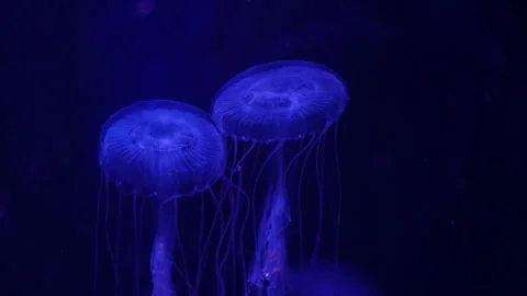 Abstract jellyfish floating underwater Stock Footage 328472131