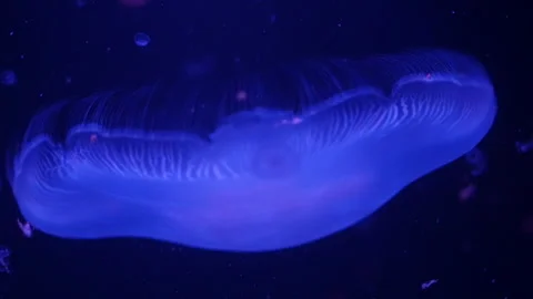 Abstract jellyfish floating underwater Stock Footage 328472181