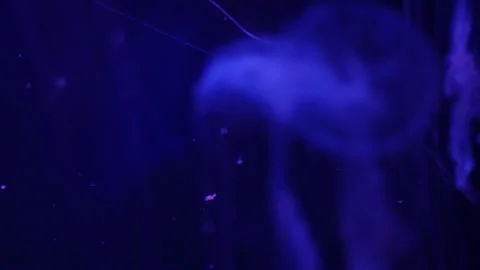 Abstract jellyfish floating underwater Stock Footage 328472182